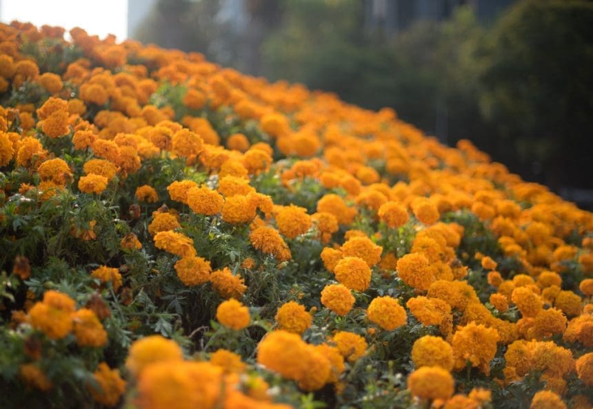 Su nombre proviene del nahuátl "cempohualxochitl" y significa veinte flores o varias flores y era comparada con el sol por su color.