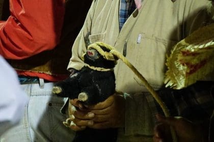 Torito cabresto
