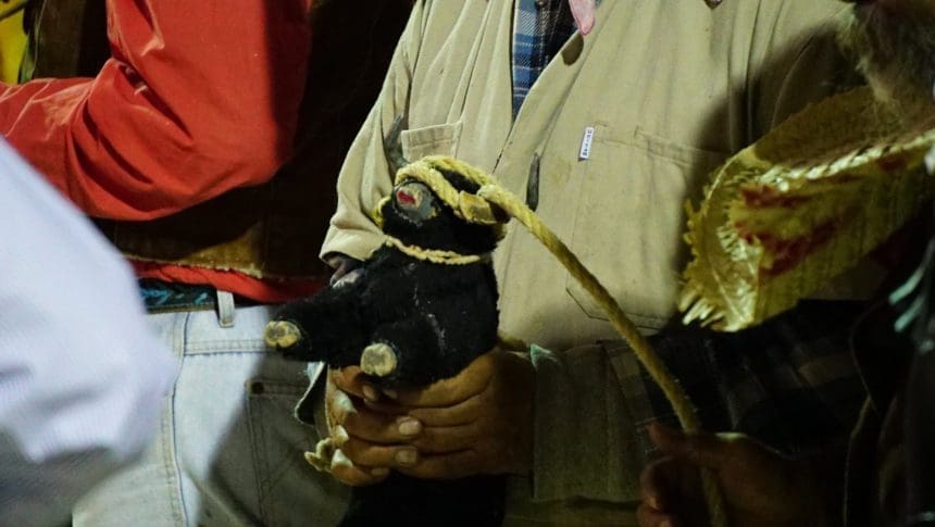 Torito cabresto