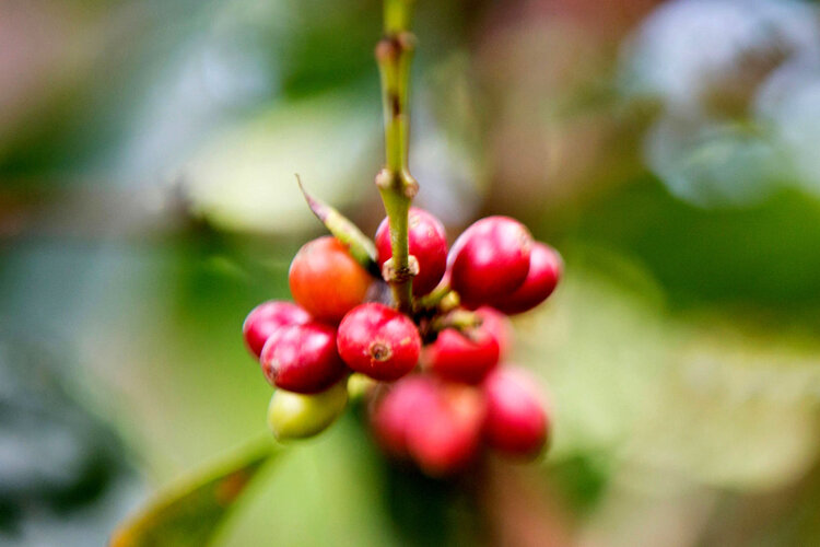 Planta del café con fruto