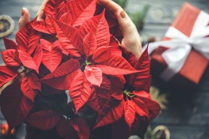 El espíritu navideño mexicano que regala la Nochebuena