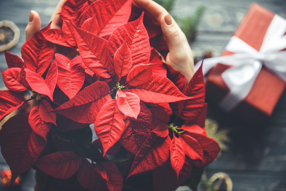 El espíritu navideño mexicano que regala la Nochebuena