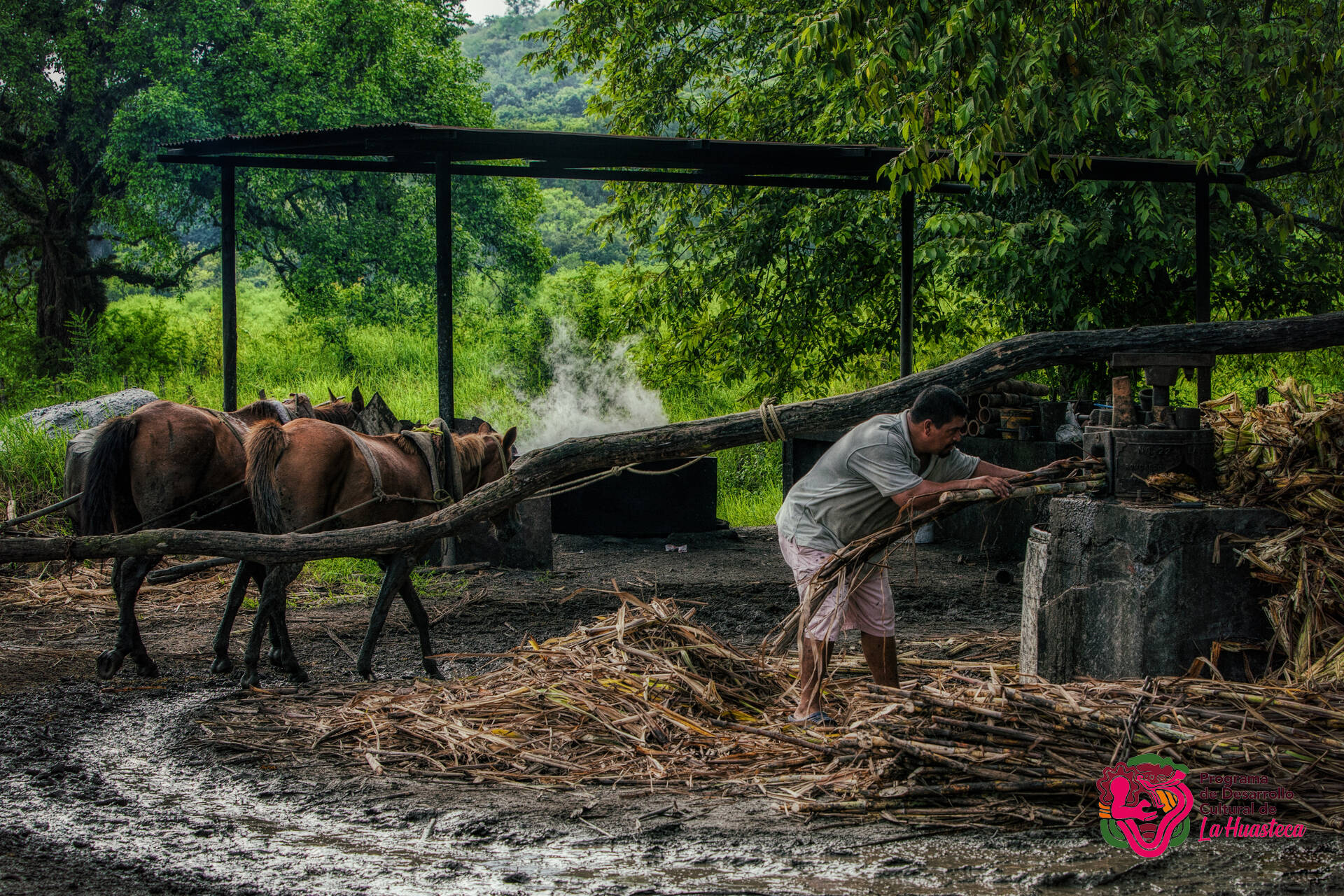 Huasteca Tamaulipeca, perteneciente a la región Huasteca