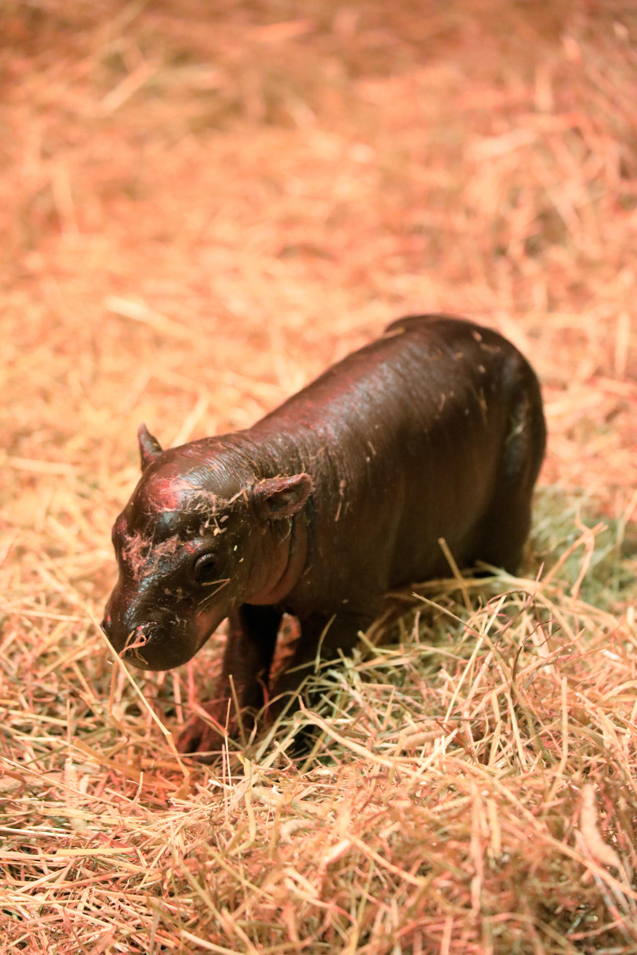 Una pequeña cría hembra de hipopótamo pigmeo, apodada 'Haggis', nació en el zoológico de Edimburgo y ya se la conoce como la 'Moo Deng' escocesa, después del ejemplar tailandés que se hizo viral en redes sociales. EFE/ Royal Zoological Society Of Scotland (rzss) SOLO USO EDITORIAL SOLO DISPONIBLE PARA ILUSTRAR LA NOTICIA QUE ACOMPAÑA (CRÉDITO OBLIGATORIO)