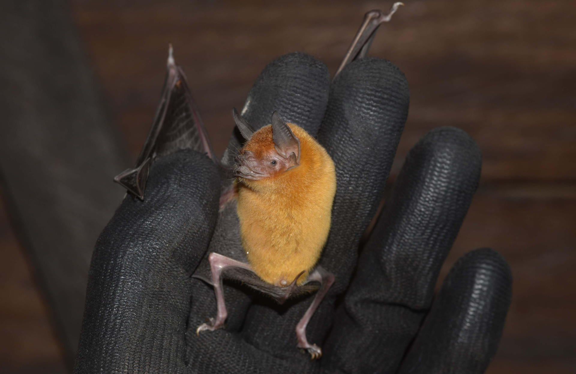 Fotografía cedida por Juan Diego Ariza del murciélago Pteronotus personatus en la Reserva Natural Bojonawi, en Vichada (Colombia). EFE/ Juan Diego Ariza

