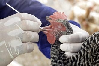Fotografía de archivo en donde se observa a un especialista de la Oficina de control animal del departamento de Agricultura estatal de Florida, sacar una prueba de saliva de un ave de una granja de Miami, Florida (EEUU). EFE/John Riley