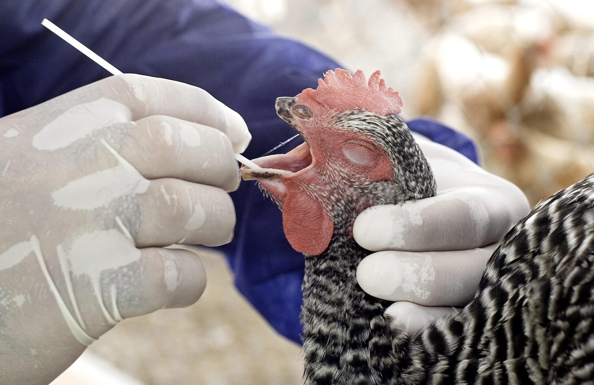 Fotografía de archivo en donde se observa a un especialista de la Oficina de control animal del departamento de Agricultura estatal de Florida, sacar una prueba de saliva de un ave de una granja de Miami, Florida (EEUU). EFE/John Riley