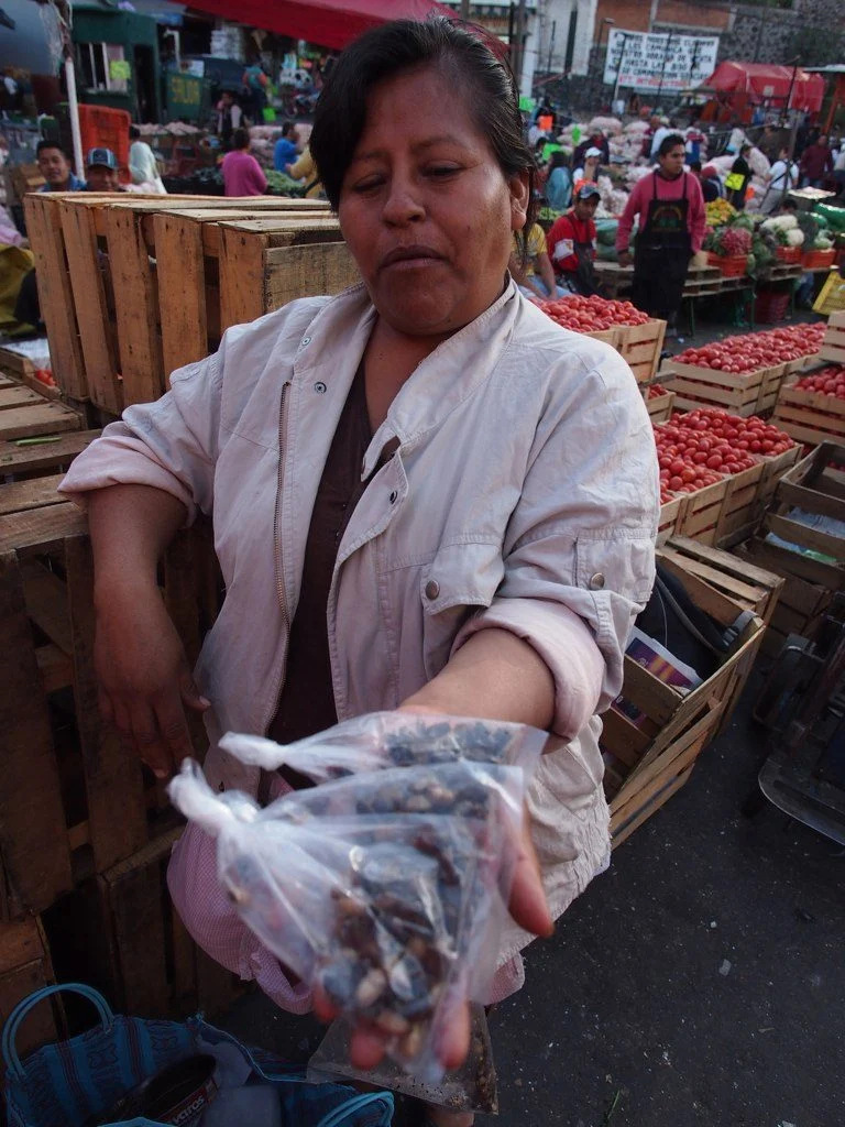 Jumiles, insectos comestibles