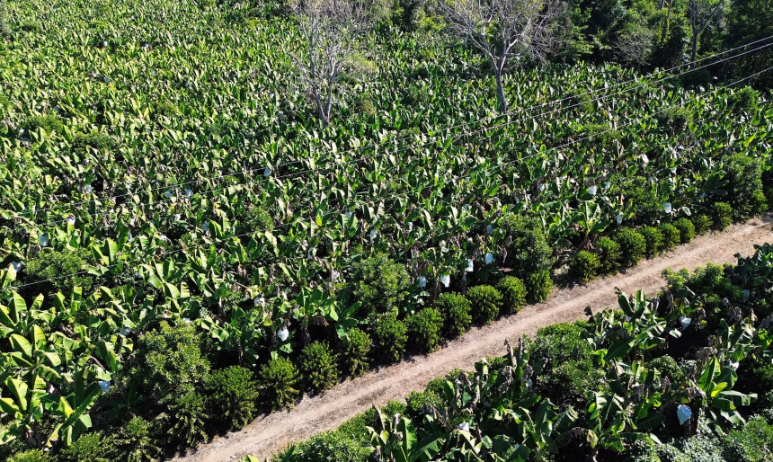 Fotografía aérea de un cultivo de plátano este martes, en la ciudad de Tapachula (México). EFE/ Juan Manuel Blanco
