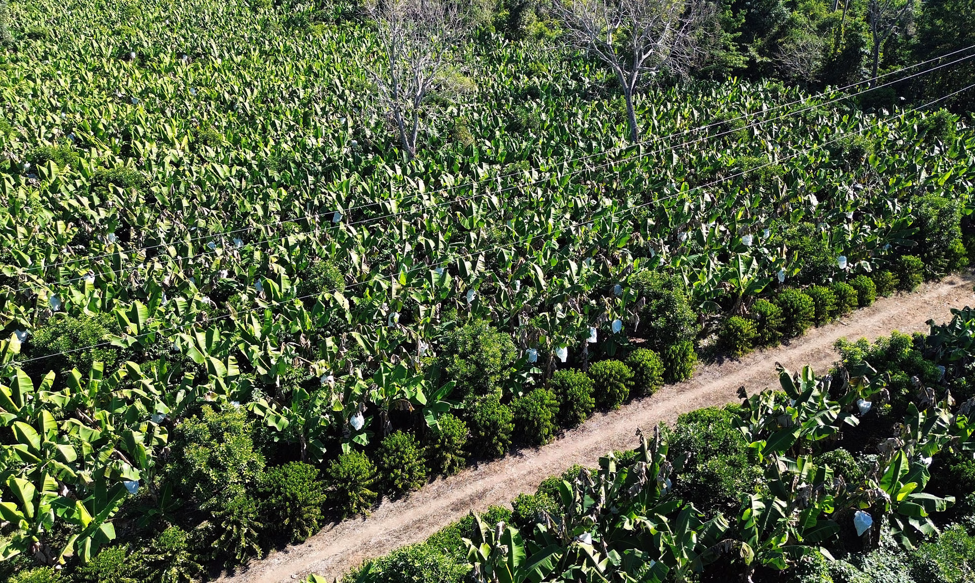 Fotografía aérea de un cultivo de plátano este martes, en la ciudad de Tapachula (México). EFE/ Juan Manuel Blanco