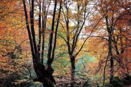 Talpa de Allende: Conoce el Bosque de Arce; un tesoro jalisciense