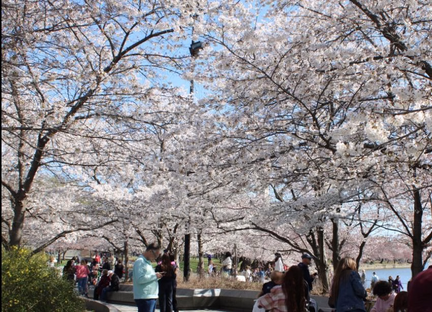Washington: Cerezos pintan la Cuenca Tidal de la capital