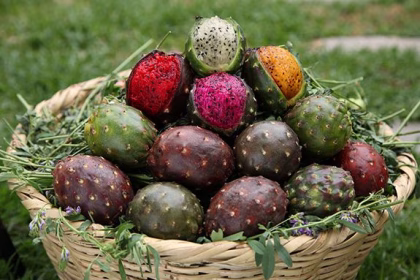 La pitaya: el tesoro espinoso del sur de Jalisco