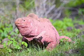 Captura de un video cedido por Parque Nacional Galápagos que muestra una iguana rosada (conolophus marthae). EFE/ Parque Nacional Galápagos