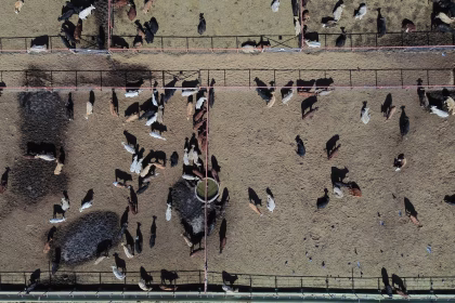 Fotografía aérea de ganado vacuno en Ciudad Juárez, Chihuahua (México). Imagen de archivo. EFE/ Luis Torres