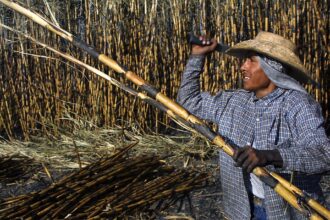 Fotografía de archivo en la que se captó a un campesino mexicano al cosechar caña de azúcar, en Acatzingo (Puebla, México). EFE/Imelda Medina