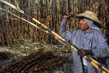Fotografía de archivo en la que se captó a un campesino mexicano al cosechar caña de azúcar, en Acatzingo (Puebla, México). EFE/Imelda Medina