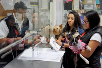 Gusano barrenador: México exige inspección de perros y aves que entren de EU